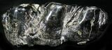 Gomphotherium (Mastodon Relative) Molar #28719-4